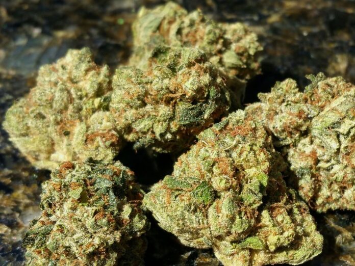 og-kush