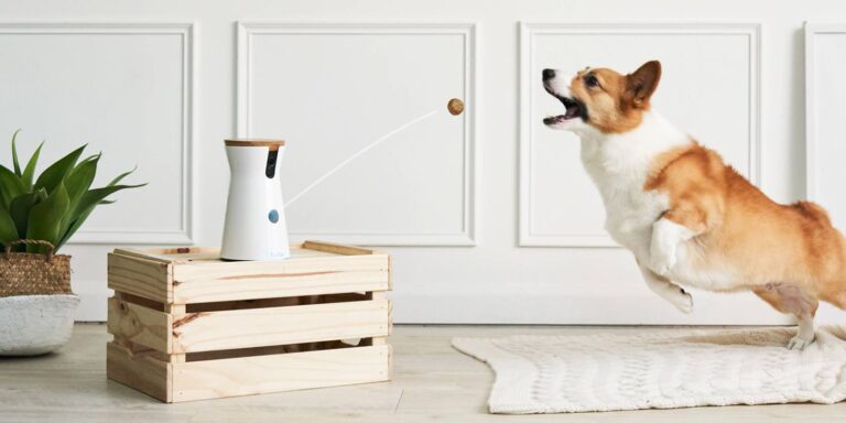 Smart Dog Gadgets To Make Your Dog Safe And Happy