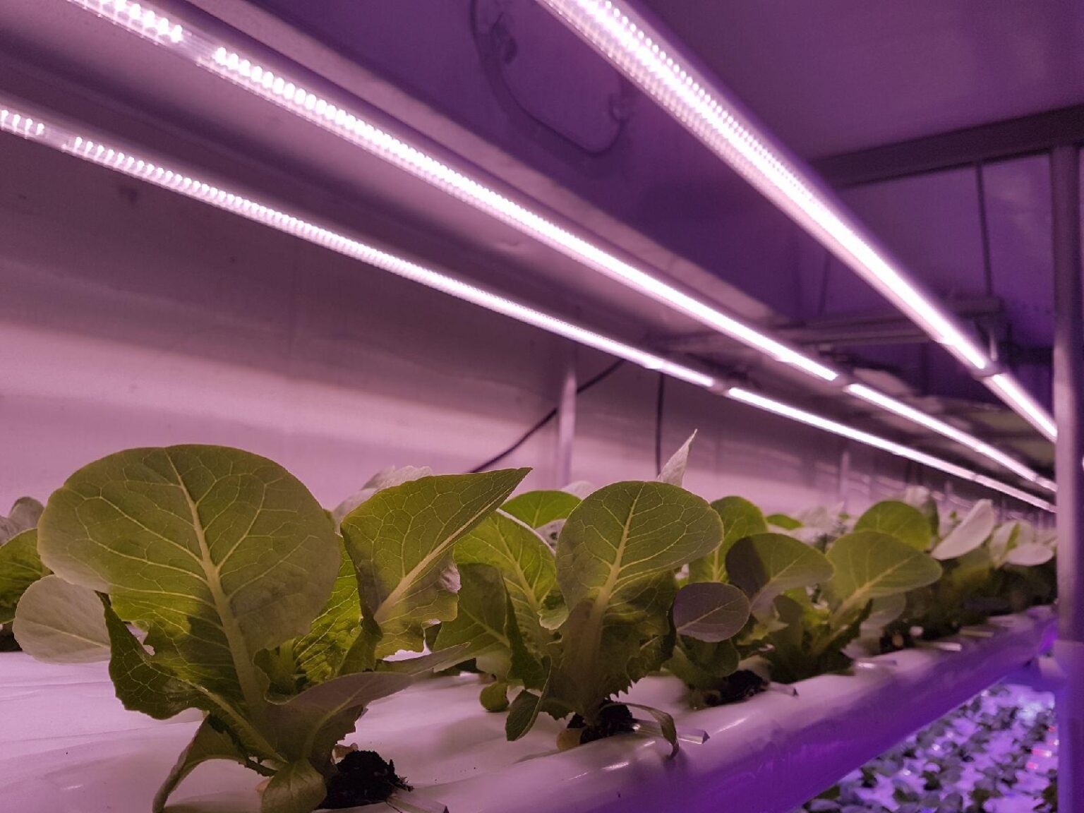 7 Ways LED Grow Lights are Perfect for Small Vertical Farms Jaxtr