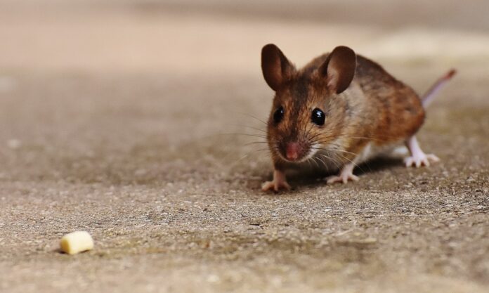 mouse3