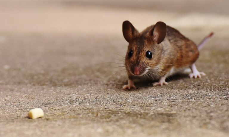 Is It the Right Time to Call a Mice Exterminator?