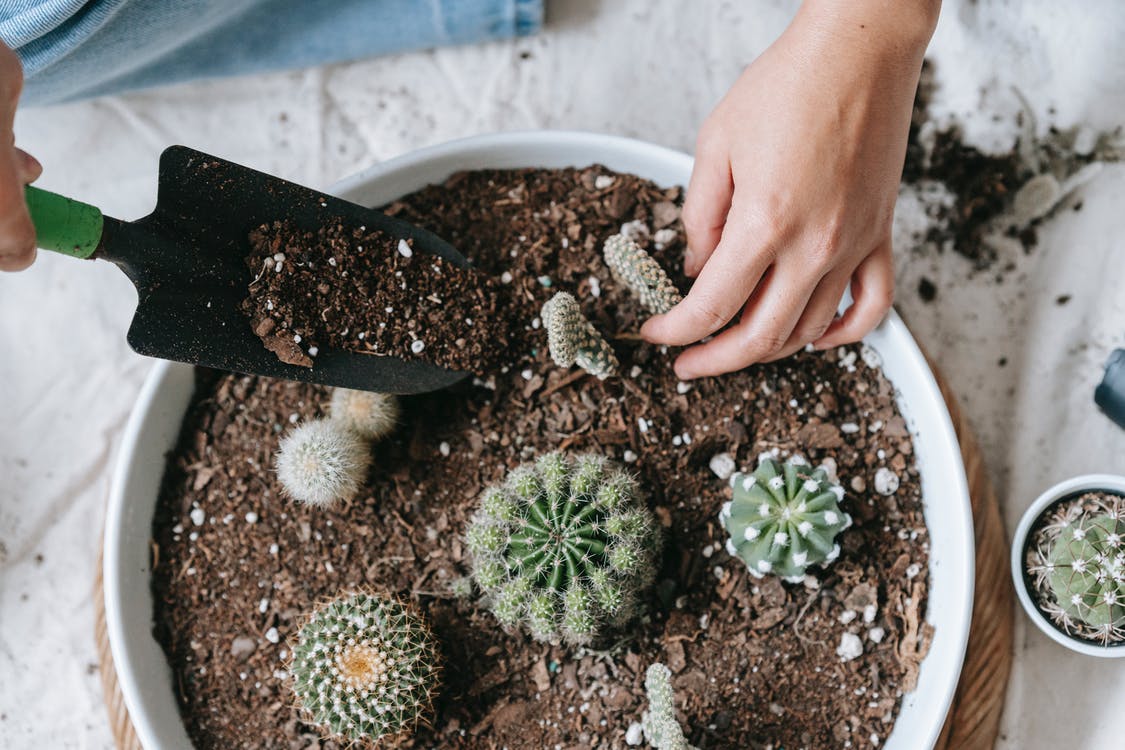 How to Transplant Succulents into Pots Jaxtr