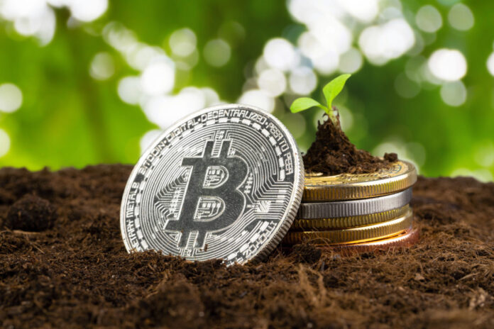 Sprout plant and bitcoin, growth of bitcoin crypto currency