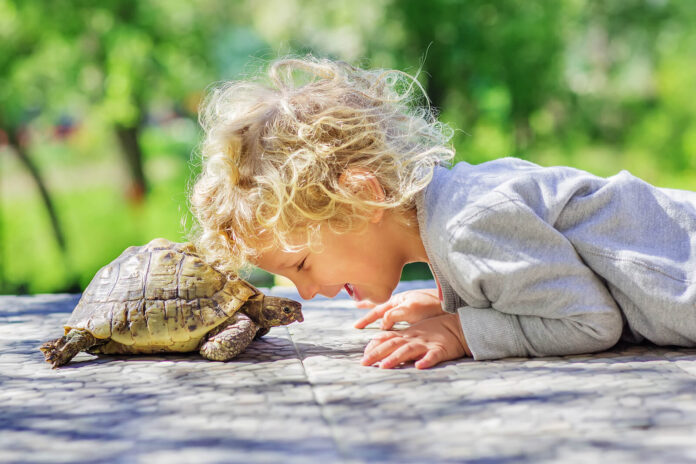 Turtles
