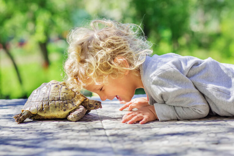 5 Reasons Why Turtles Are The Best Low Maintenance Pets