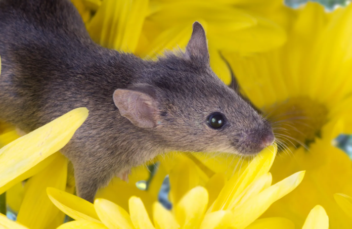 Rodent-Proofing Your Garden