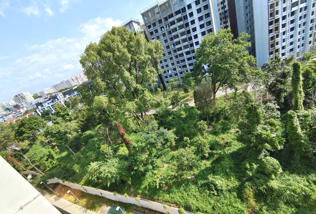 Hillock Green Central Green Corridor