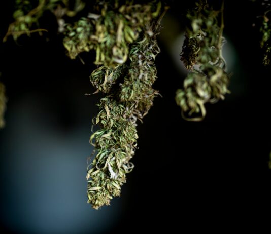 delta 8 cannabis