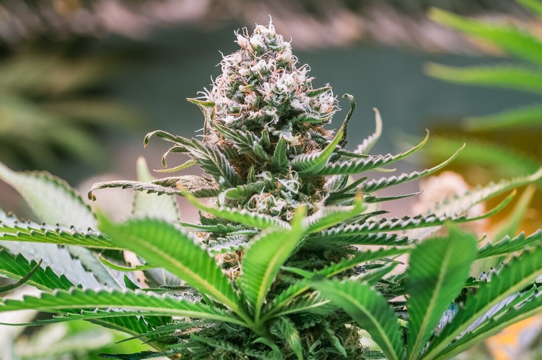 Why Is It Essential To Check The Label Of Delta 8 Flower (2024) Jaxtr